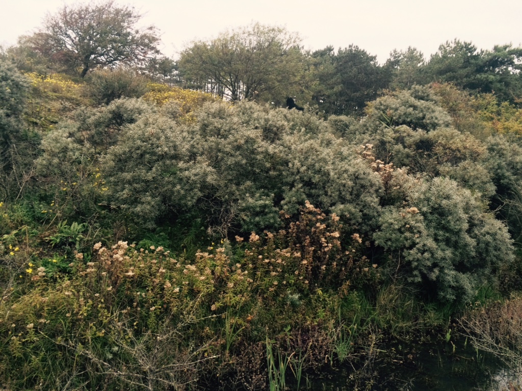 Mindfulness Walk through Nature Area Wassenaarse Slag October 2015